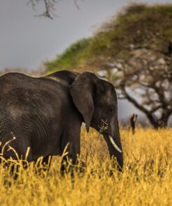 Alternative view of Kenya-Nairobi<br> Hotel Giraffe Manor 5* </br>