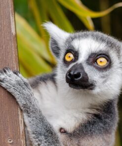 Madagascar- Nosy Mitsio<br> Hotel Constance Tsarabanjina 5* </br>
